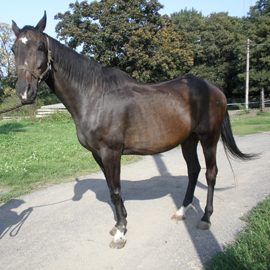 Hipoterapeutický kůň jménem Cech.