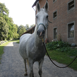 Hipoterapeutický kůň jménem Meri.