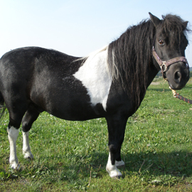 Hipoterapeutický pony jménem Cipísek.
