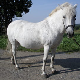 Hipoterapeutický kůň jménem Hvězda.