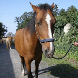 Hipoterapeutický kůň jménem Jessy.