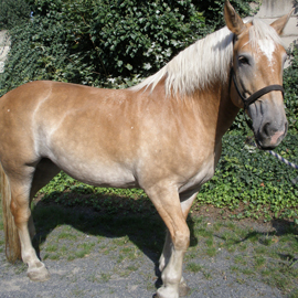 Hipoterapeutický kůň jménem Manka