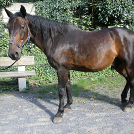 Hipoterapeutický kůň jménem Mikol
